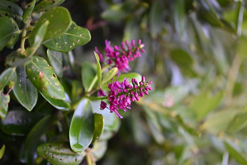 Veronica speciosa (New Zealand hebe)