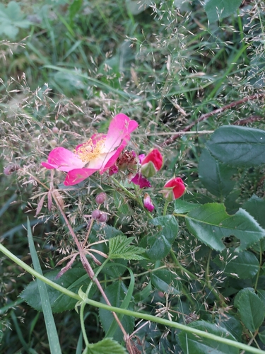 Rosa gallica (French rose) (alternate view 5)