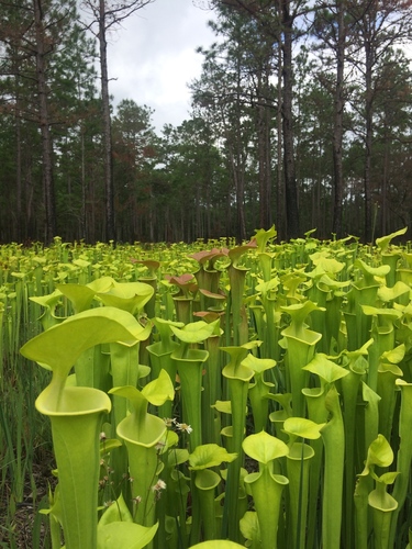 Sarracenia flava (yellow pitcher plant)