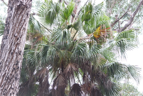Livistona australis (Australian Fan Palm) (alternate view 4)