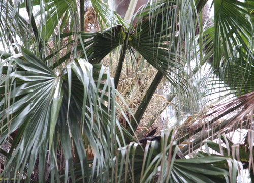 Livistona australis (Australian Fan Palm) (alternate view 5)