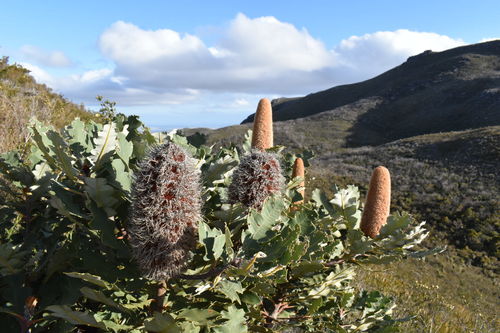 Banksia (Banksias) (alternate view 4)