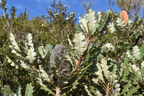 Banksia (Banksias) (alternate view 5)