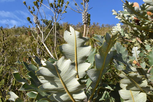 Banksia (Banksias) (alternate view 6)