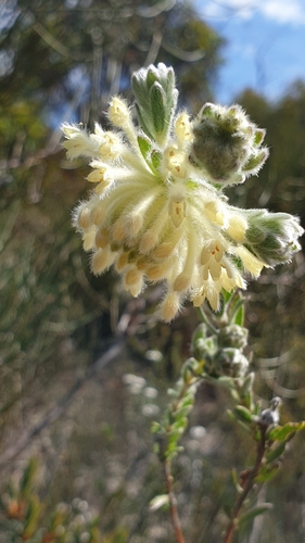 Pimelea octophylla (Woolly Rice-flower) (alternate view 4)