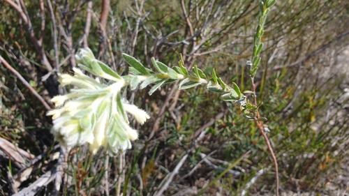 Pimelea octophylla (Woolly Rice-flower) (alternate view 5)