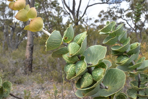 Hakea (Pincushion trees) (alternate view 6)