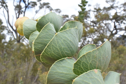 Hakea (Pincushion trees) (alternate view 7)