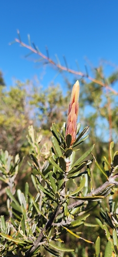 Lambertia formosa (Mountain Devil) (alternate view 6)