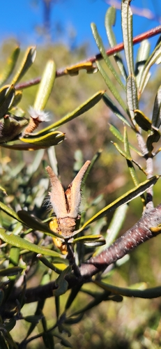 Lambertia formosa (Mountain Devil) (alternate view 7)