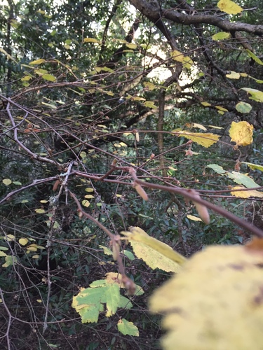 Corylus cornuta var. californica (western hazelnut)