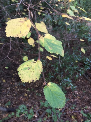 Corylus cornuta var. californica (western hazelnut) (alternate view 3)