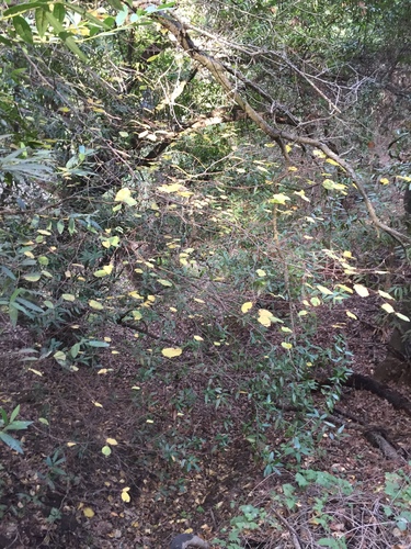 Corylus cornuta var. californica (western hazelnut) (alternate view 2)