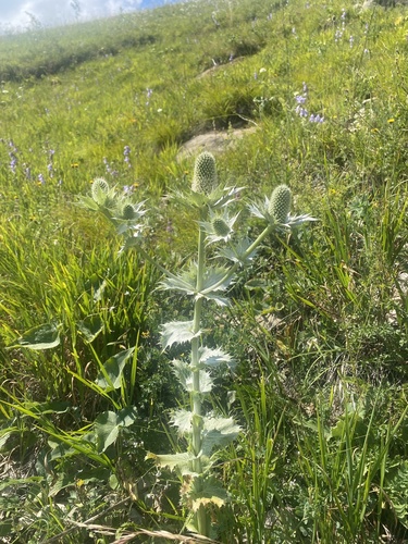 Eryngium giganteum (Miss Wilmott's ghost) (alternate view 5)