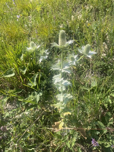 Eryngium giganteum (Miss Wilmott's ghost) (alternate view 6)