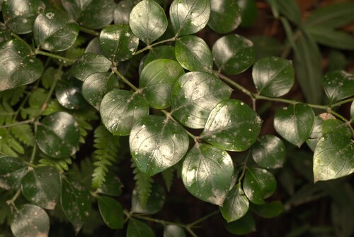 Carissa ovata (conkerberry)