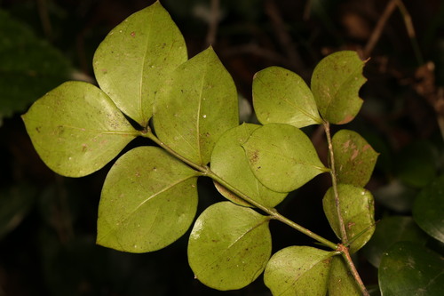 Carissa ovata (conkerberry) (alternate view 3)