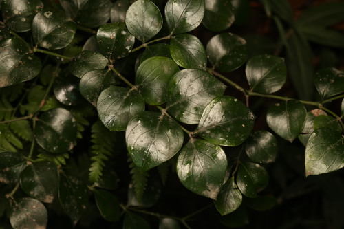 Carissa ovata (conkerberry) (alternate view 2)