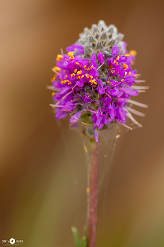 Dalea purpurea (purple prairie clover) (alternate view 5)