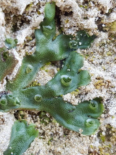 Marchantia polymorpha (Common Liverwort)