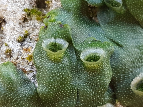 Marchantia polymorpha (Common Liverwort)