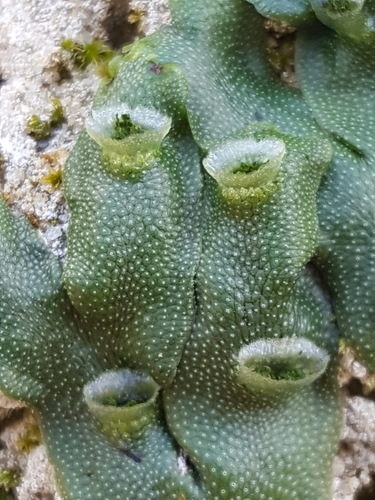 Marchantia polymorpha (Common Liverwort)