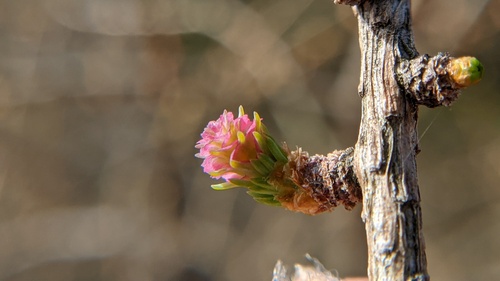 Larix laricina (tamarack)