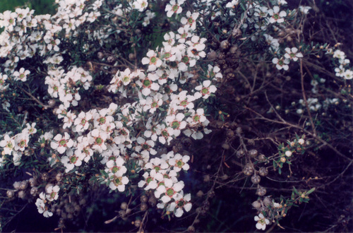 Leptospermum lanigerum (Woolly Teatree) (alternate view 3)