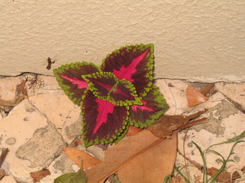 Coleus scutellarioides (Coleus)