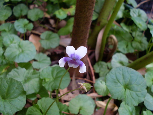 Viola banksii (Banks' Violet) (alternate view 4)
