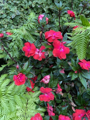 Impatiens hawkeri (New Guinea Impatiens) (alternate view 4)