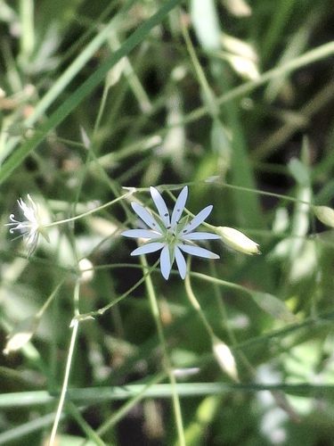 Stellaria graminea (lesser stitchwort)
