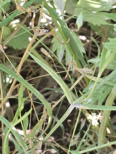 Stellaria graminea (lesser stitchwort)