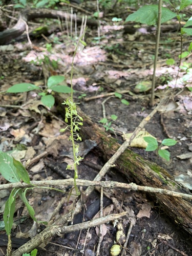 Tipularia discolor (crane-fly orchid)