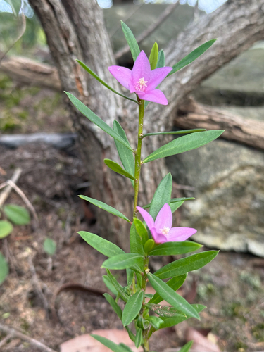Crowea saligna (willow-leaved crowea) (alternate view 5)