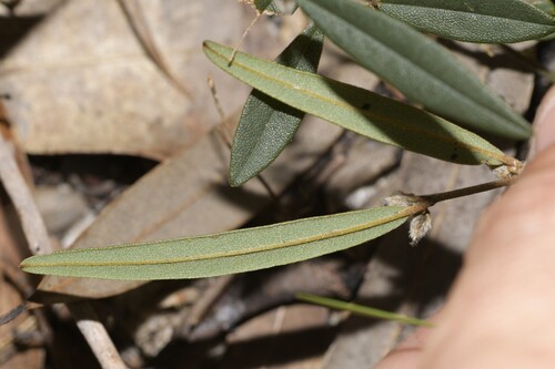 Hovea heterophylla (common hovea) (alternate view 9)