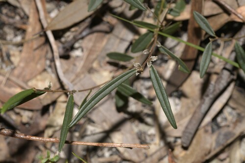 Hovea heterophylla (common hovea) (alternate view 8)