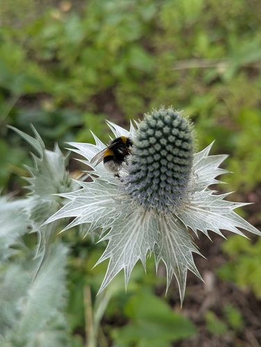 Eryngium giganteum (Miss Wilmott's ghost) (alternate view 7)