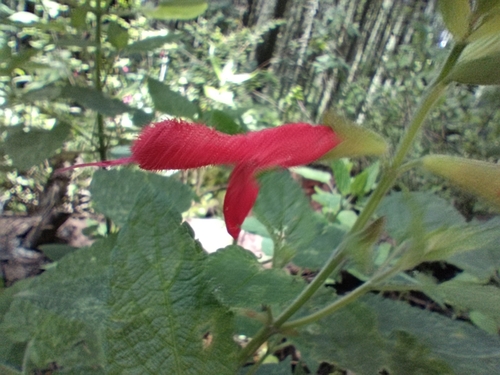 Salvia fulgens (cardinal sage) (alternate view 2)