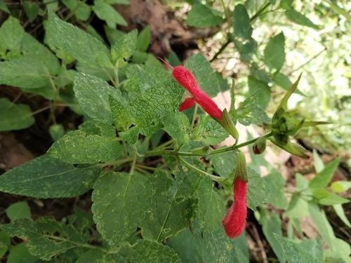Salvia fulgens (cardinal sage) (alternate view 3)