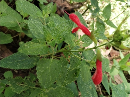 Salvia fulgens (cardinal sage) (alternate view 4)