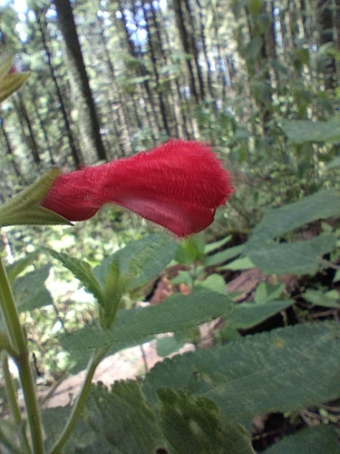 Salvia fulgens (cardinal sage) (alternate view 5)