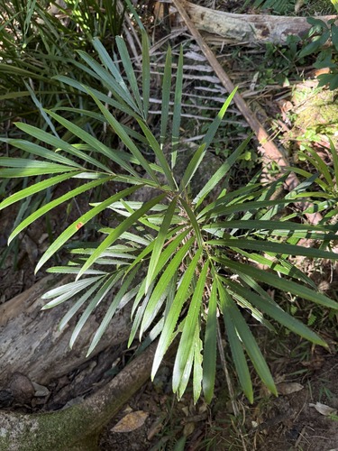 Calamus muelleri (Wait-a-while) (alternate view 2)