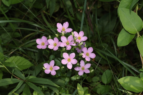 Sabatia angularis (Rosepink) (alternate view 7)