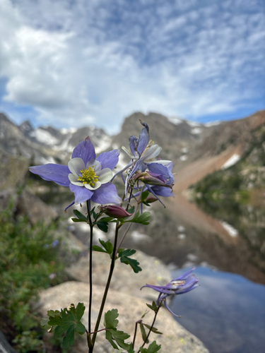 Aquilegia coerulea (blue columbine)