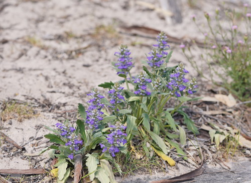 Ajuga australis (Austral Bugle) (alternate view 2)