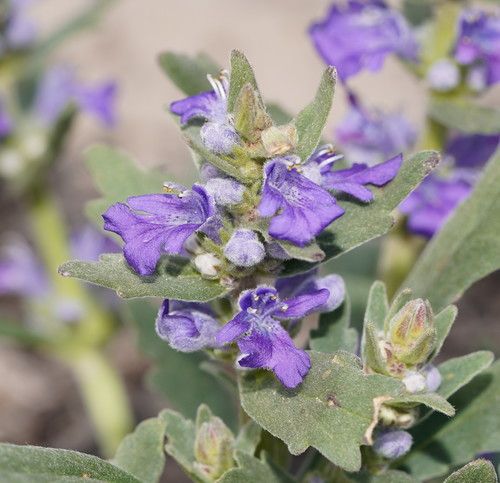 Ajuga australis (Austral Bugle)