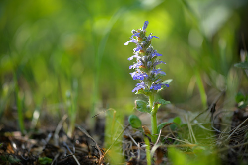 Ajuga reptans (creeping bugleweed) (alternate view 10)