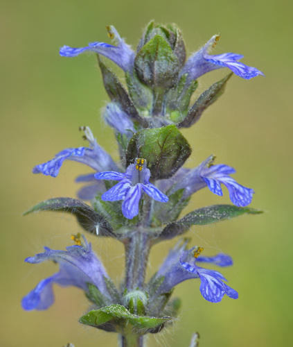 Ajuga reptans (creeping bugleweed) (alternate view 9)