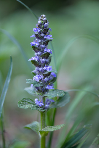 Ajuga reptans (creeping bugleweed) (alternate view 6)